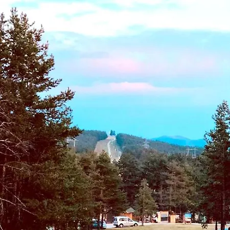 Pine Forest *